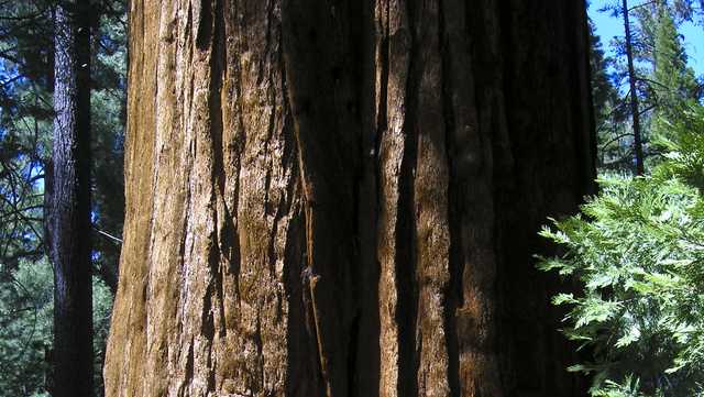 Generals Highway reopens between Sequoia, Kings Canyon - Vimarsana News