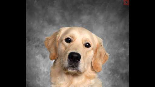 Beloved police dog to appear in school district's yearbooks - Vimarsana News