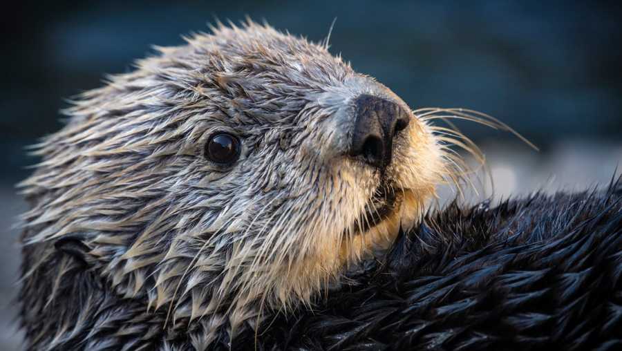 Sea Otter dies