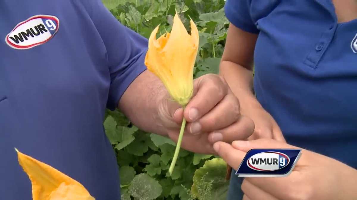 Problems With Summer Squash