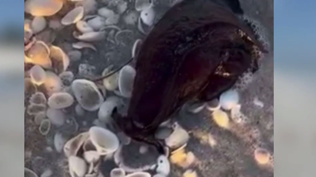 Slimy sea creatures spotted swimming along Southwest Florida beaches - Vimarsana News