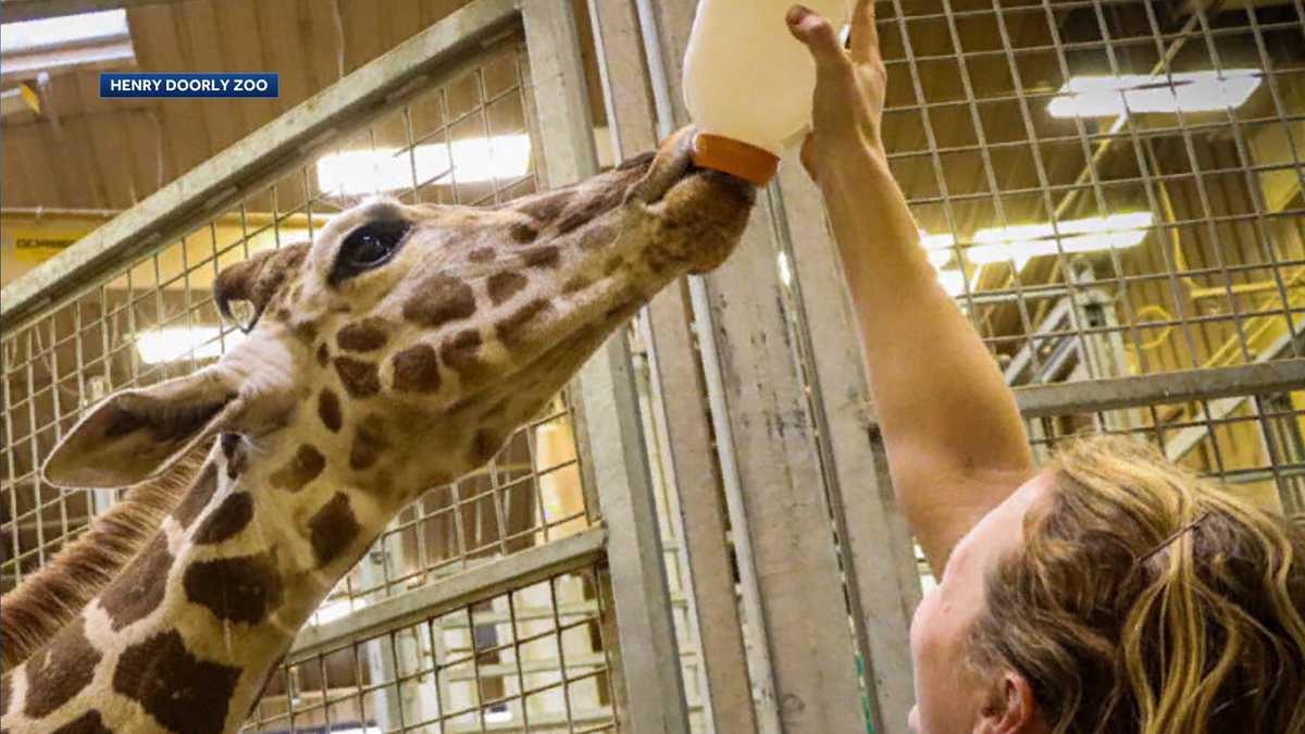 Omaha's Henry Doorly Zoo offers Black Friday membership deal