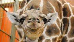 Dobby, a baby giraffe born Wednesday, March 1, 2017, at the Denver Zoo.