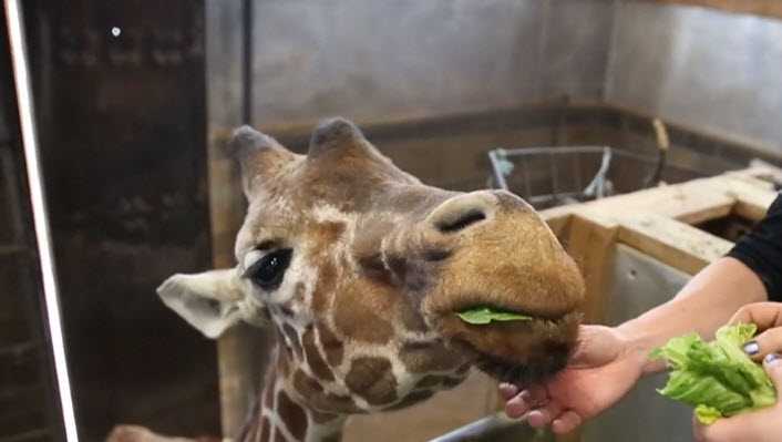 Giraffe euthanized
