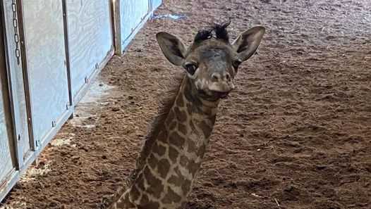 ohio safari park announces birth of endangered baby giraffe