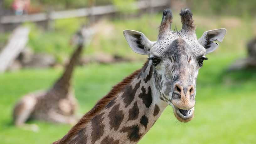 Ohio zoo mourns loss of female Masai giraffe