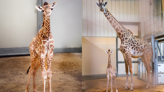 Ohio zoo announces birth of giraffe calf - Vimarsana News