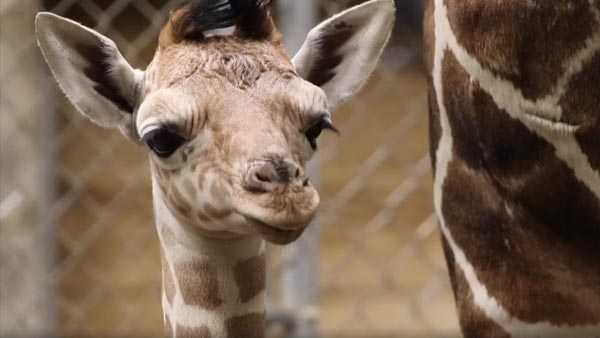 A newborn giraffe that's the Indianapolis Zoo's newest addition is also the first female of the African species born there in nearly 20 years.