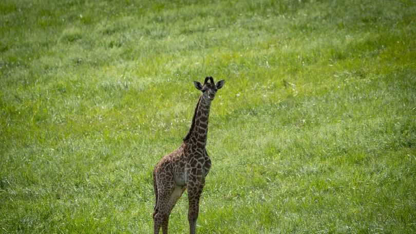 down syndrome giraffe
