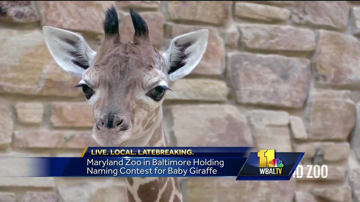 Help name baby giraffe at The Maryland Zoo in Baltimore