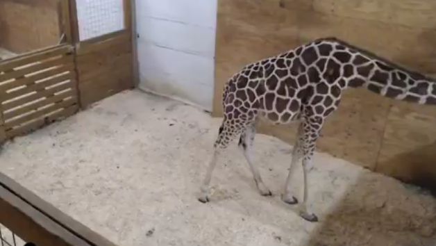 WATCH: Millions wait for April the giraffe to give birth