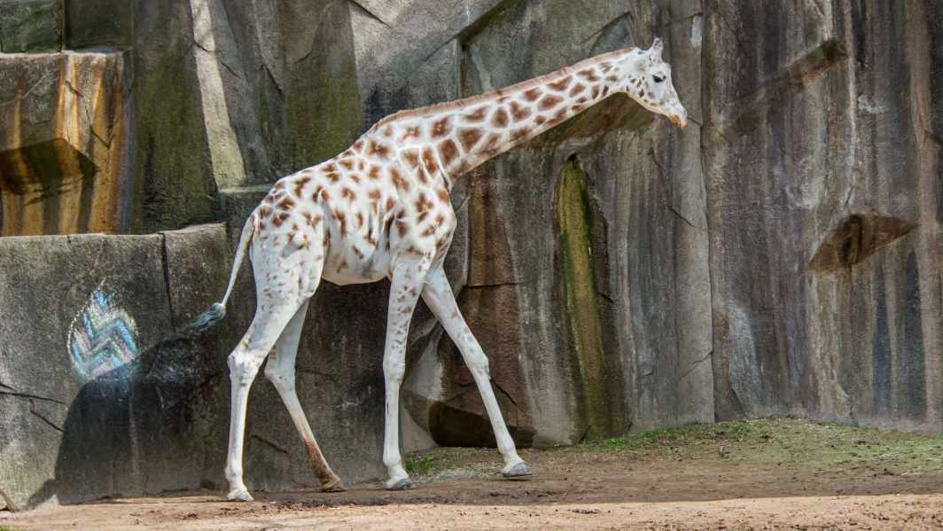 In de dierentuin van Milwaukee sterft een vierde dier: de inmiddels 30 jaar oude giraf