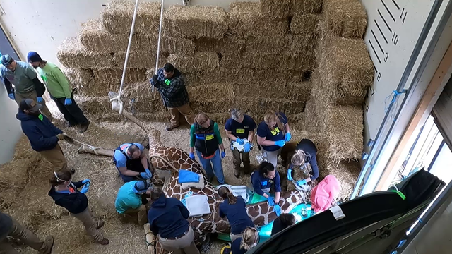 First-of-its-kind surgery saves giraffe at Wisconsin zoo - Vimarsana News