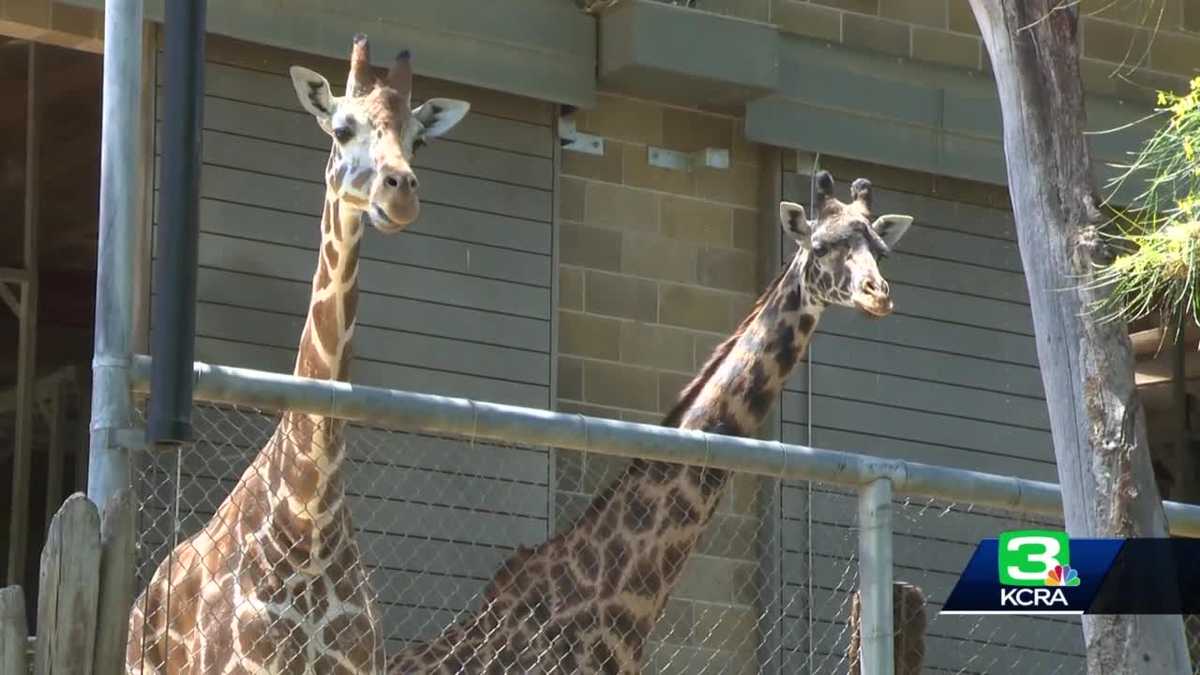 Sacramento Zoo roars toward Stage 3 reopening Sacramento Zoo roars toward Stage 3 reopening