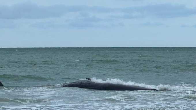 Beached whale off coast of Venice draws emergency response - Vimarsana News