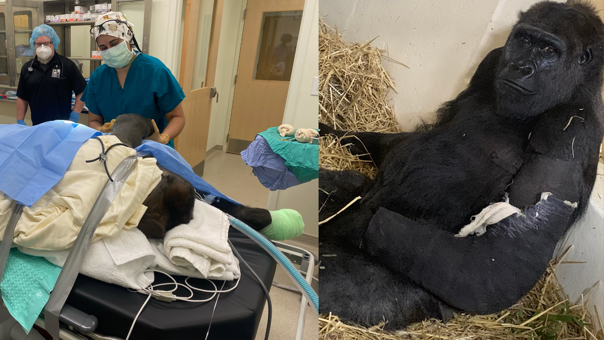 Cincinnati Zoo works with Children's UC Health to help injured gorilla