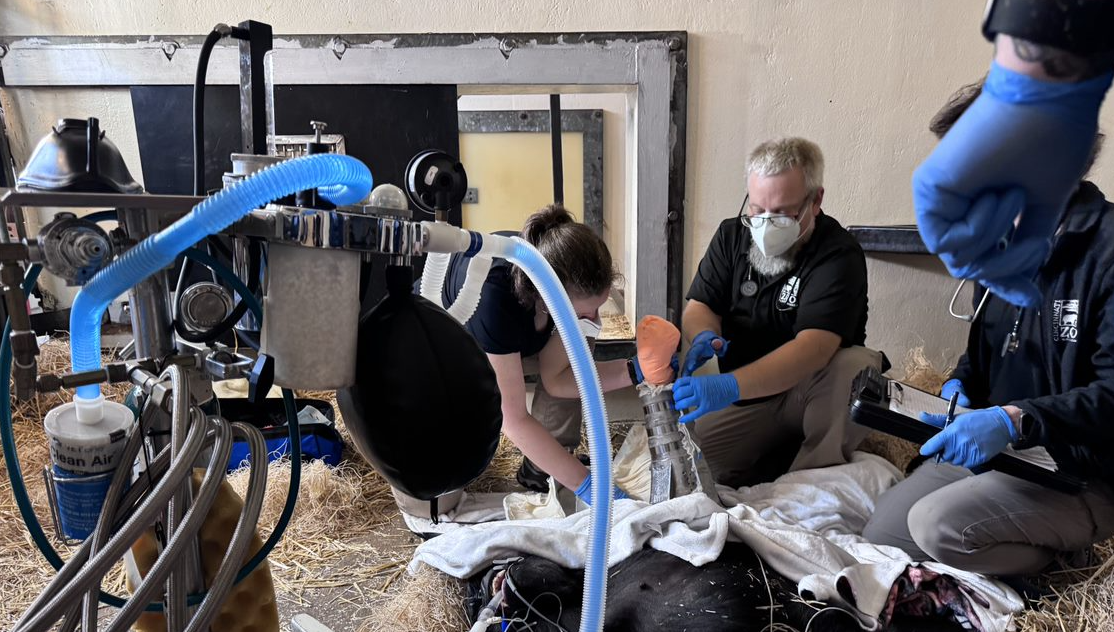 Cincinnati Zoo: Checkup on gorilla shows first-of-its-kind cast working as hoped - Vimarsana News