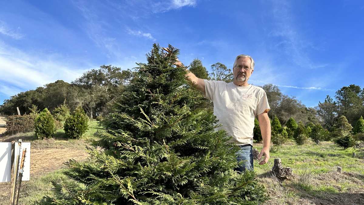 California Christmas tree farm turns to nontraditional varietals to