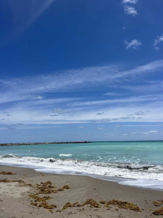 Sargassum Season is upon us in South Florida