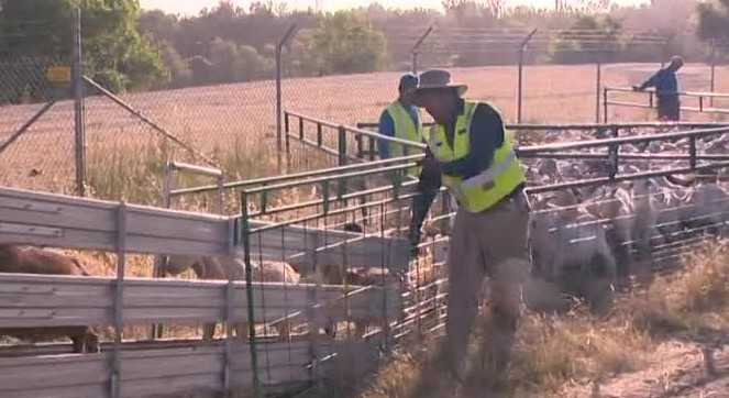 New California Labor Law Threatens Goat Herders' Business