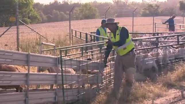 Grazing goats used to prevent wildfires may be out of business with new labor law for herders