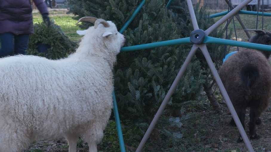 Louisville goats help recycle Christmas trees