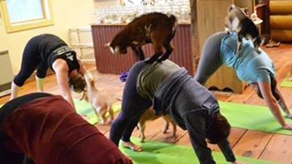 Greater Cincinnati feeds into 'Goat Yoga' craze