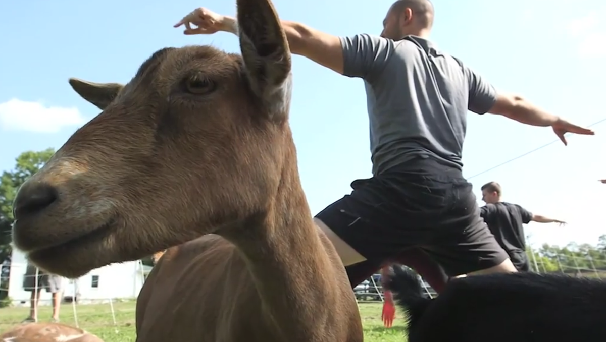 Goat yoga is here to namaste