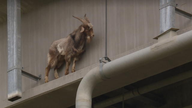 Goat gets stuck on overpass in Kansas City
