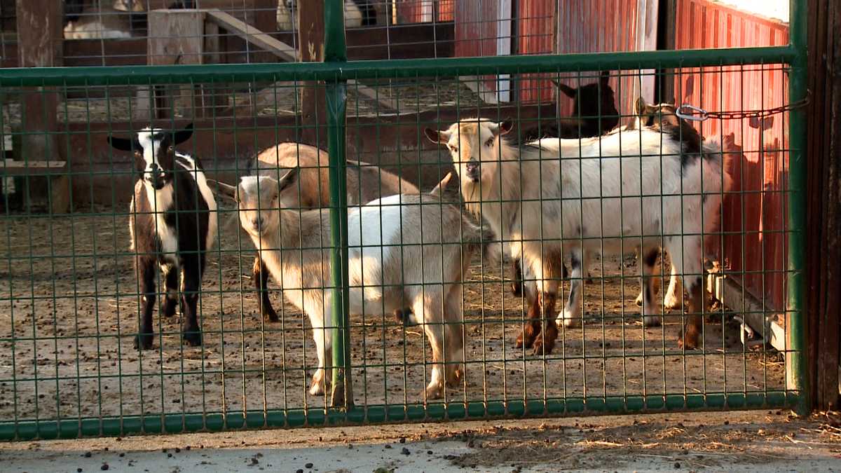 Reindeer Poop Goat Milk Soap – Blue Heron Farm Indiana