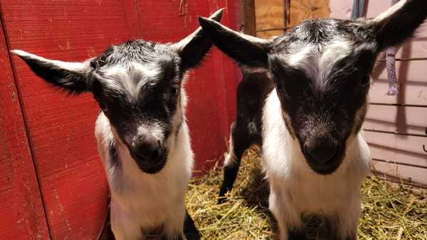 meet caitlin and clark