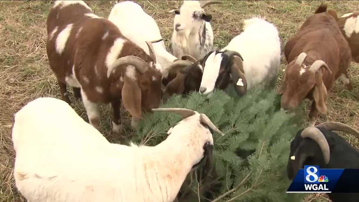 Discarded Christmas trees are tasty treats for goats at York County farm