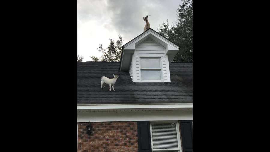 Goats on the roof 