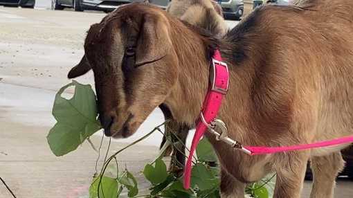 Goats not kid-ing around with kudzu - Vimarsana News