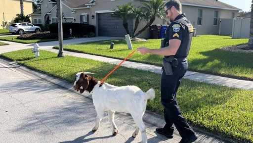 goat found in neighborhood