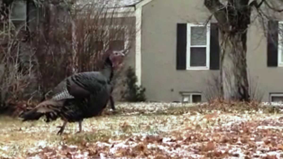 Wyoming turkey has online following