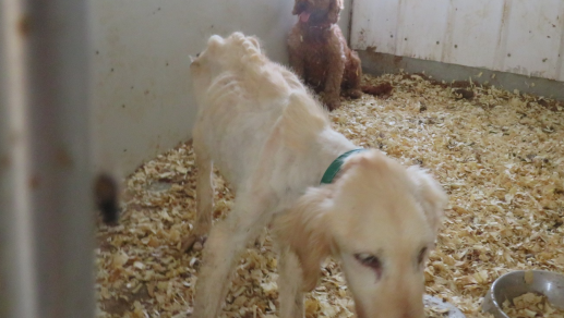 Southern Iowa puppy mill owner now faces criminal charges - Vimarsana News