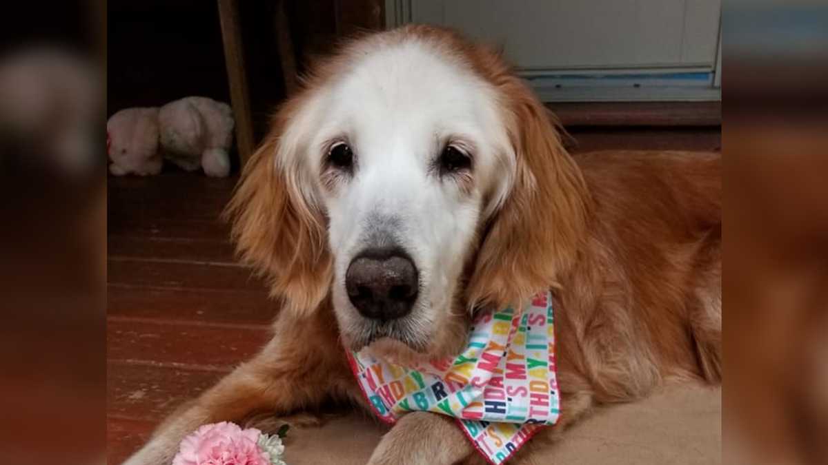 A Tennessee Dog Became The Oldest Golden Retriever In History When She Turned 20