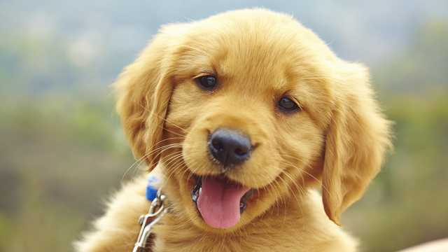 Rossen Reports: These products will protect your pet - Vimarsana News
