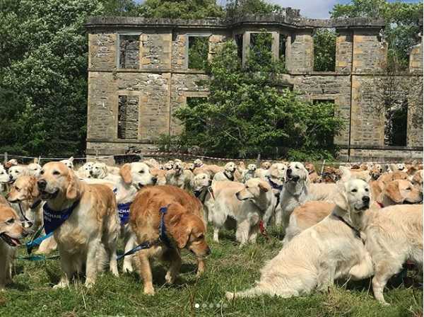 guisachan house golden retrievers