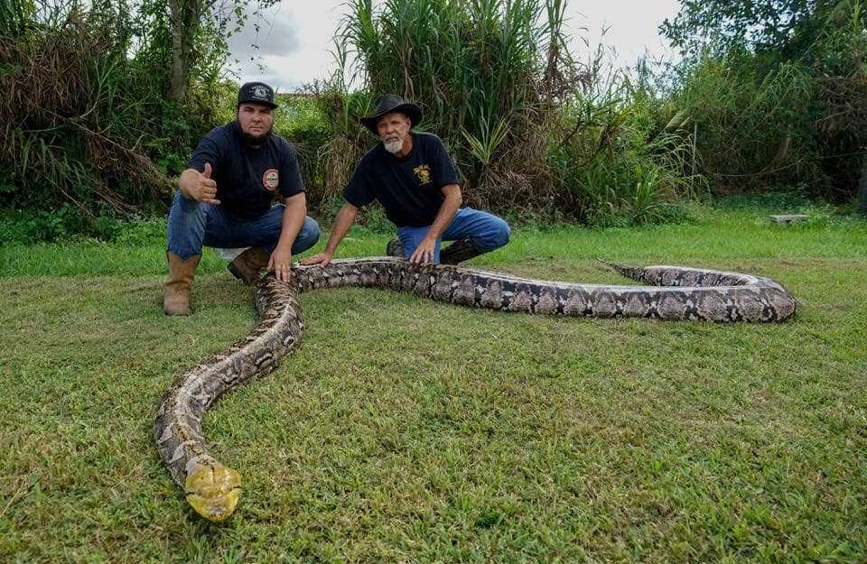 Everglades legend; Possibly largest snake in captivity in US dies