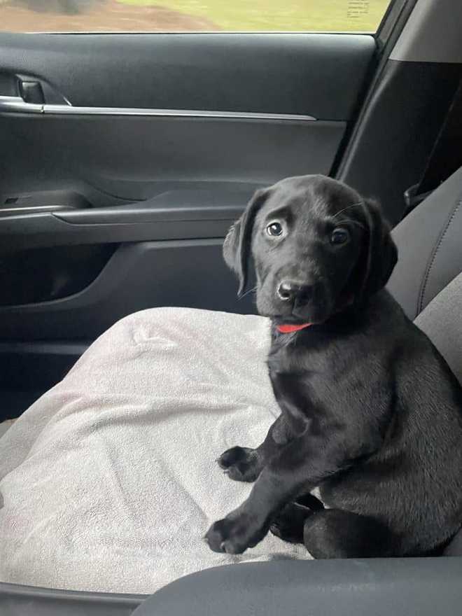 Savannah Police department welcomes first therapy dog Savannah Police department welcomes first therapy dog