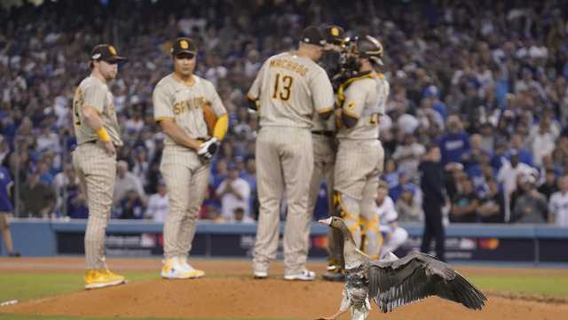 Goose on loose causes delay at Dodgers, Padres playoff game - Vimarsana News