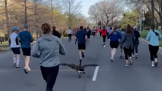 Kansas City half marathon gets unexpected goose participant - Vimarsana News