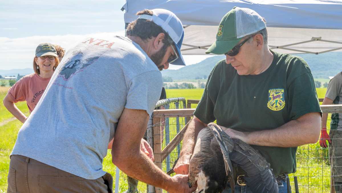 Vermont Fish and Wildlife Department asks for volunteers to help track Canada Geese