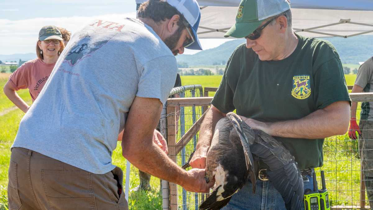 Vermont Fish and Wildlife Department asks for volunteers to help track Canada Geese