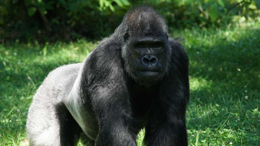 gorilla at kansas city zoo gets delta variant of covid-19