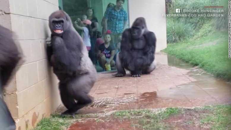 These gorillas are not fans of the mist.