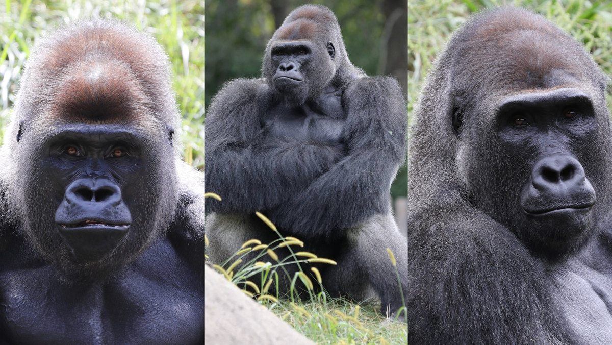 'New Bachelor Group': Cincinnati Zoo welcomes three new male gorillas