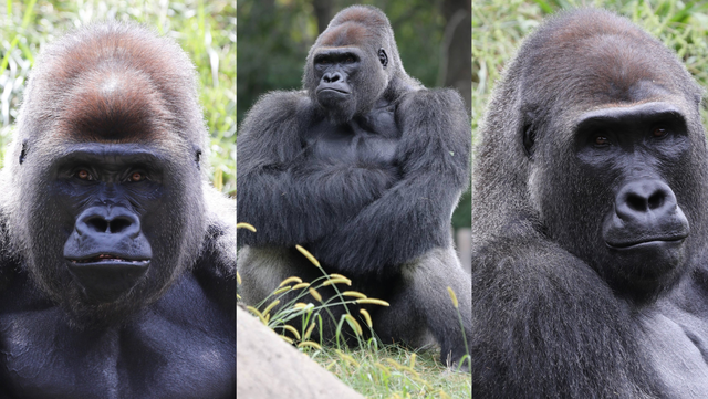 'New Bachelor Group': Cincinnati Zoo welcomes three new male gorillas - Vimarsana News